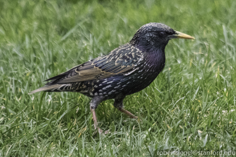 european starling